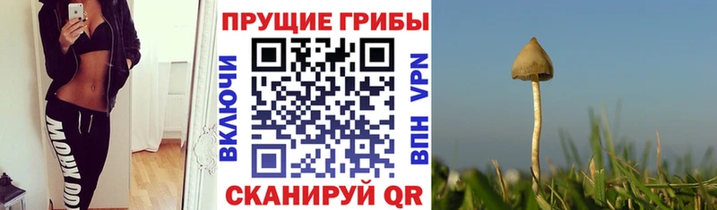 Псилоцибиновые грибы прущие грибы  Инза 